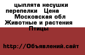 цыплята несушки перепелки › Цена ­ 200 - Московская обл. Животные и растения » Птицы   